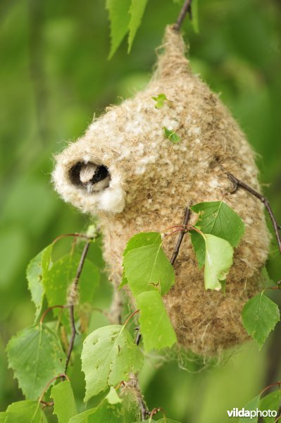 Nestje van Buidelmees