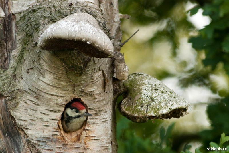 Grote bonte specht