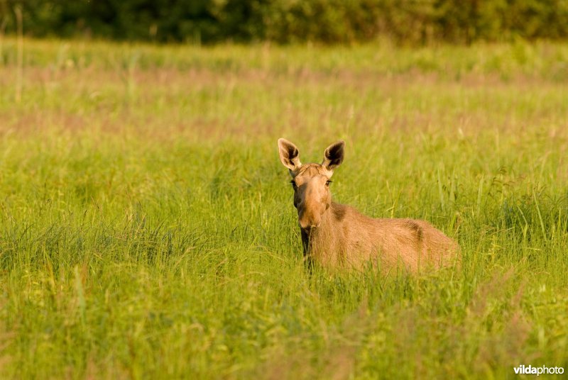 Eland