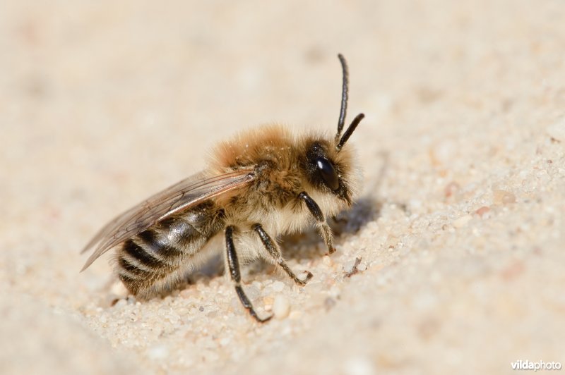 Grote zijdebij