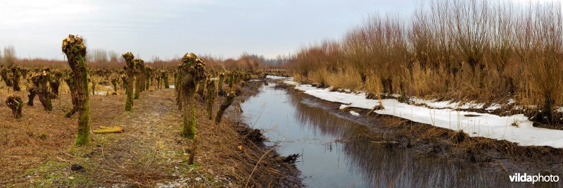 Wilgengriend Biesbosch