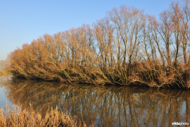 Wilgen langs de IJzer