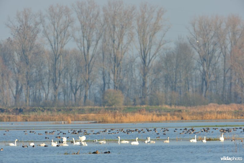 Kleine zwanen in de IJzervallei