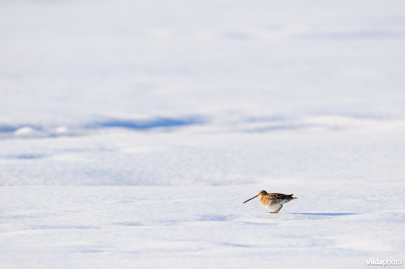 Watersnip in de besneeuwde IJzerbroeken