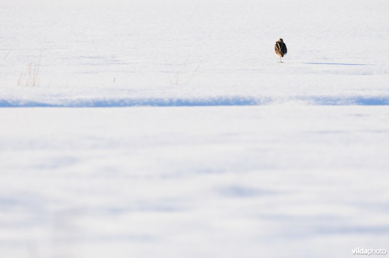 Watersnip in de besneeuwde IJzerbroeken