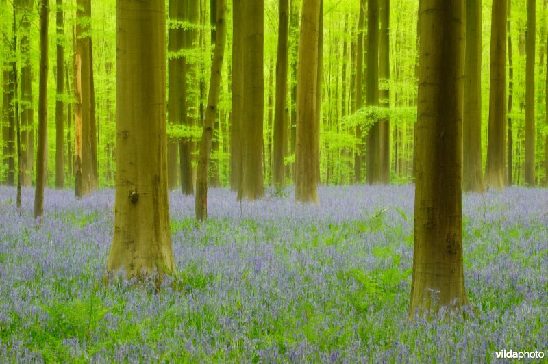 Beukenbos met hyacinthen