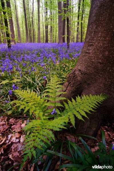 Hallerbos