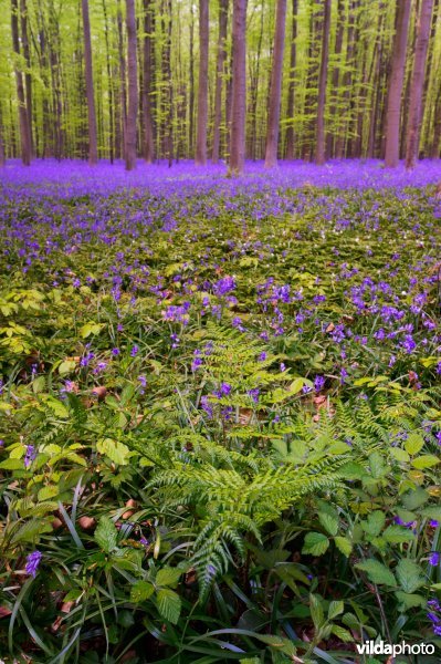 Hallerbos
