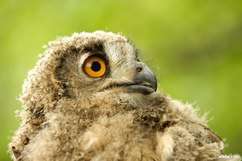 Portret van een jonge oehoe