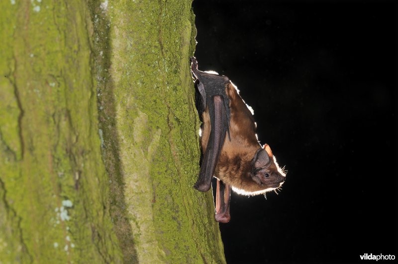 Rosse vleermuis