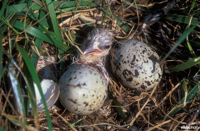 Nest van Grote stern