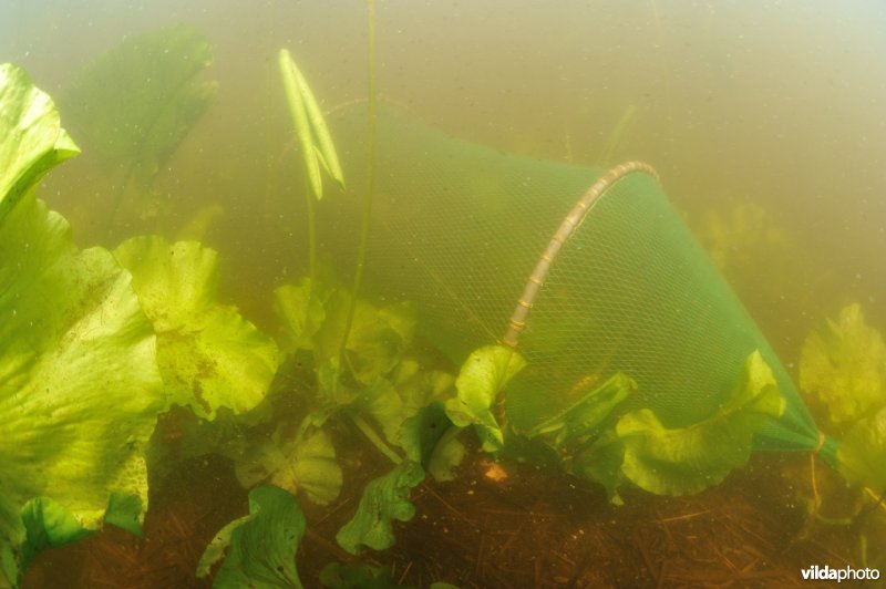 Fuik in de Wieden