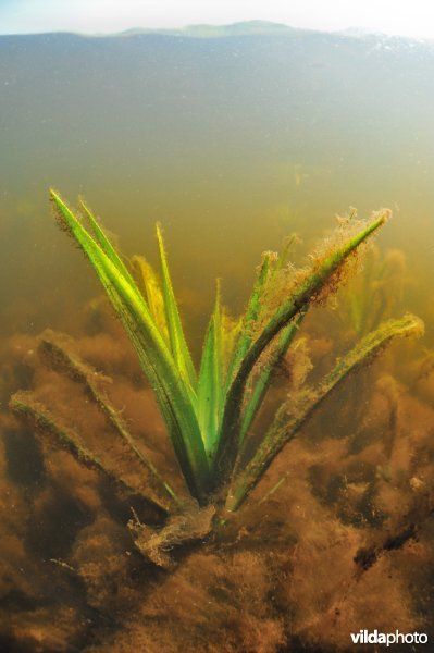 Krabbenscheer in de Wieden