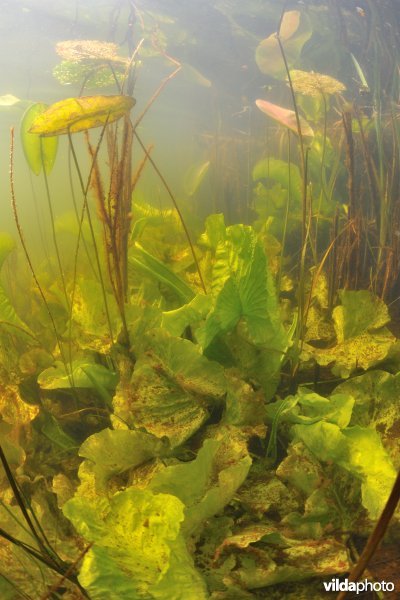 Onderwaterlandschap Boezemkade