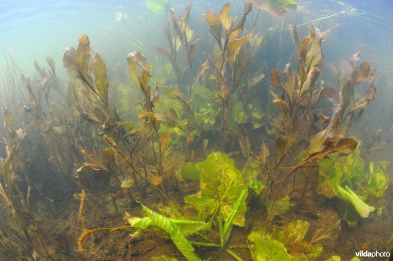 Onderwaterlandschap Boezemkade