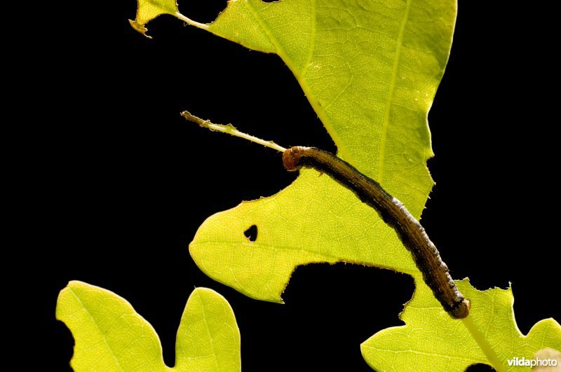 Grote wintervlinder