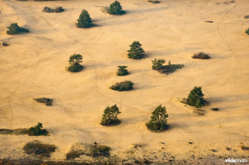 Luchtfoto van het Rozendaalse Zand waar stuifzand is gecreeerd