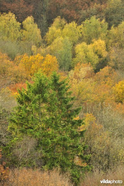 Bossen van Freyr