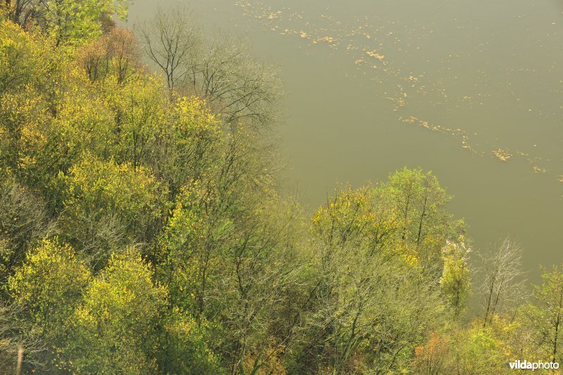 Herfstige bomen langs de Maas