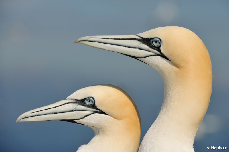 Koppeltje Jan-van-genten