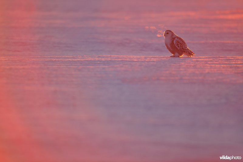 Sneeuwuil bij zonsopgang