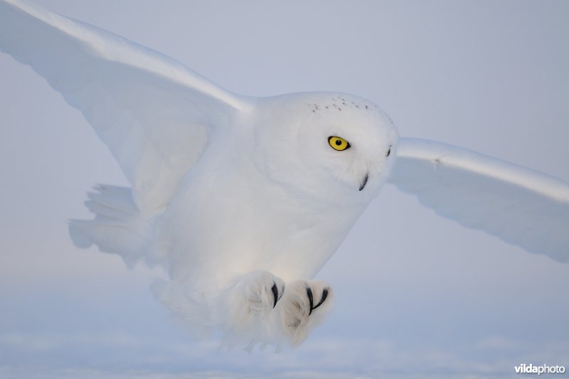 Mannetje Sneeuwuil