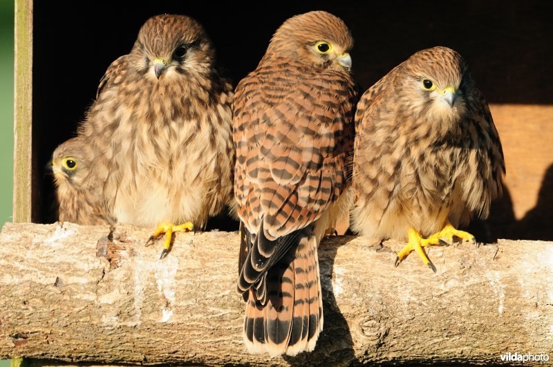 Jonge Torenvalken in nestbak