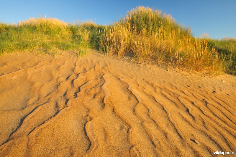 Natuurreservaat Zeebermduinen