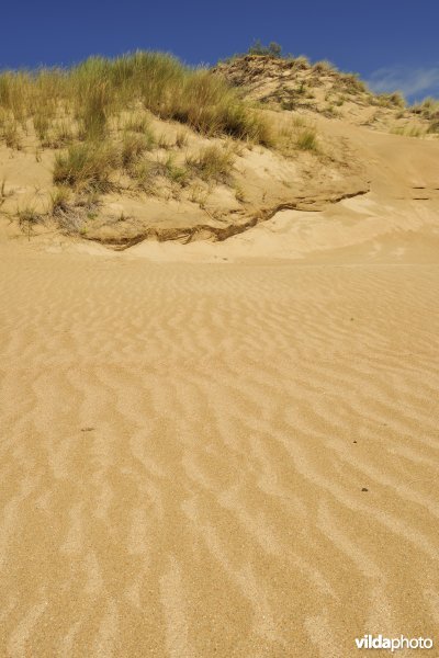 Stuifduinen in Ter Yde