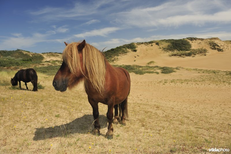 Shetland-pony's in Ter Yde