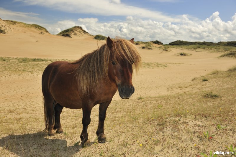 Shetland-pony in Ter Yde