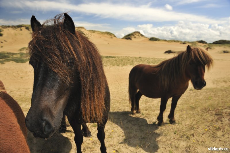 Shetland-pony's in Ter Yde