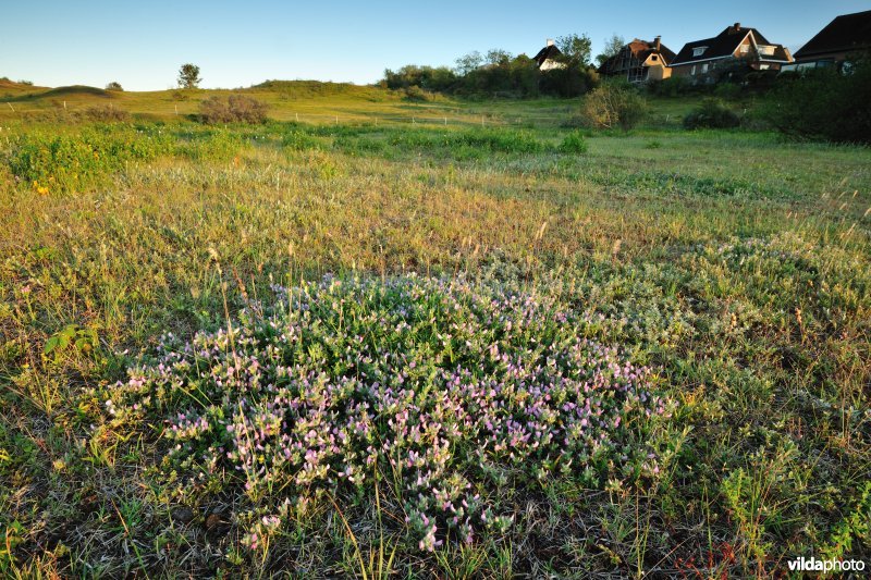 Kruipend stalkruid in Ter Yde