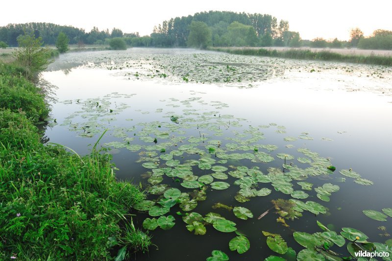 Oude Schelde in de Scherenmeersen