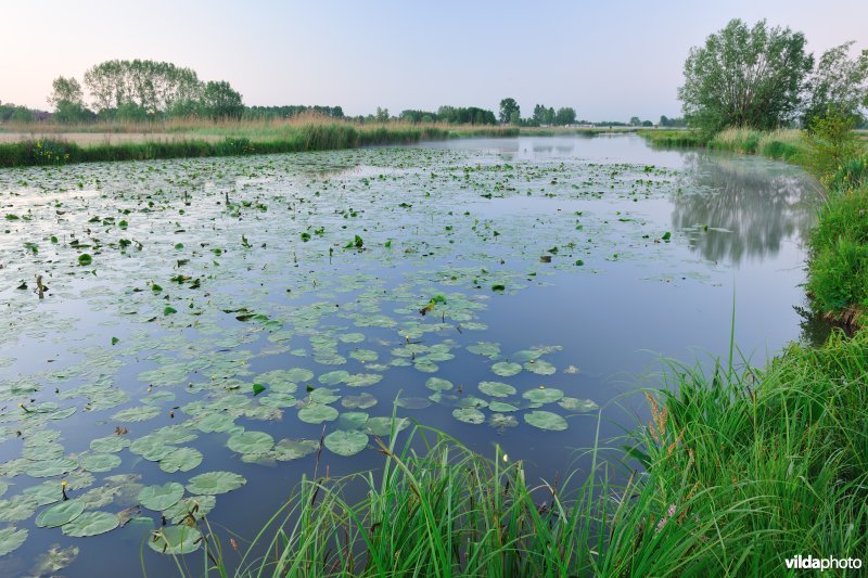 Oude Schelde in de Scherenmeersen