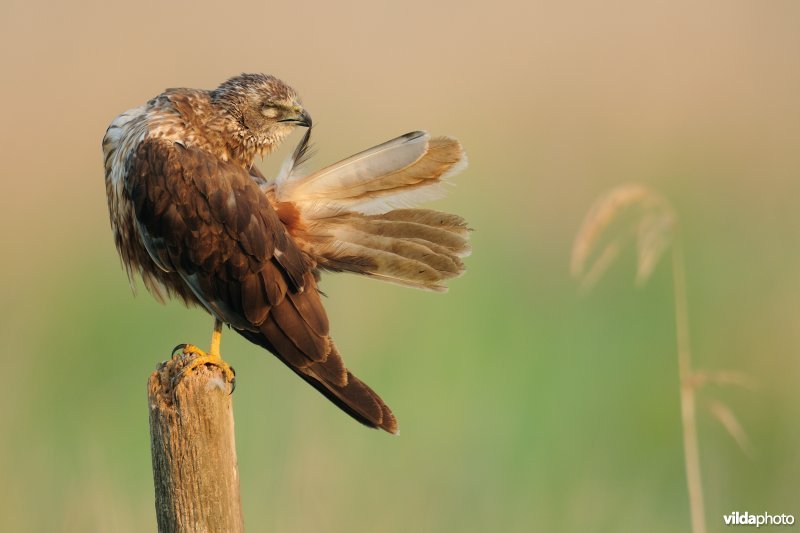 Bruine kiekendief