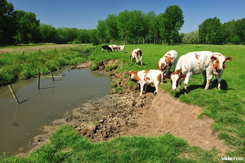 Polder van KBR