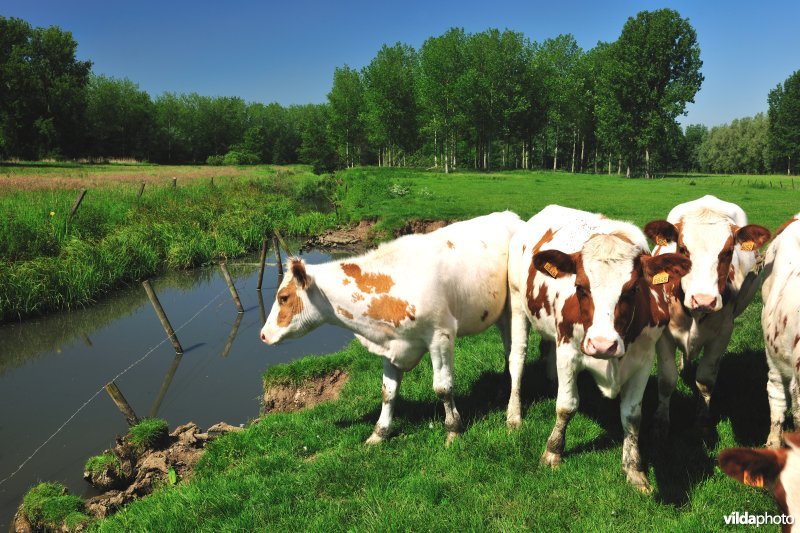 Polder van KBR