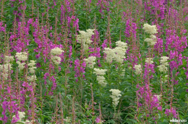 Veld Wilgenroosje en Moerasspirea