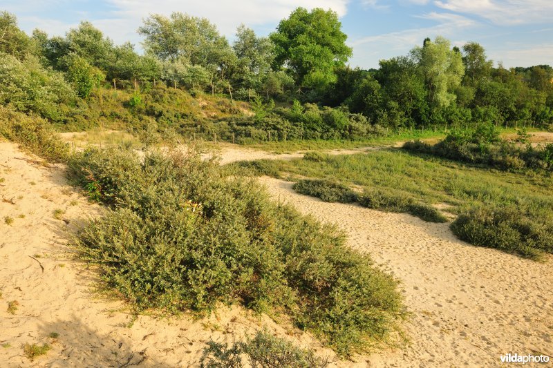 Kruipwilg in de Noordduinen