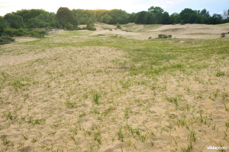 Zandzegges in de Oosthoekduinen