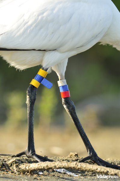 Juveniele Lepelaar met kleurringen