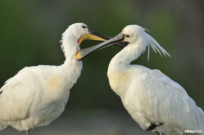 Knuffelende Lepelaars