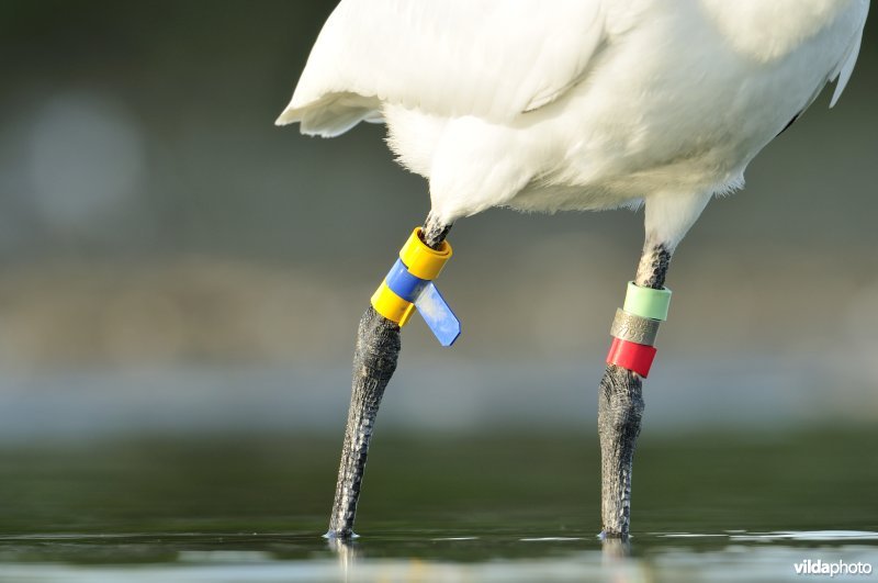 Juveniele Lepelaar met kleurringen