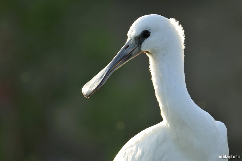 Kopje van juveniele Lepelaar