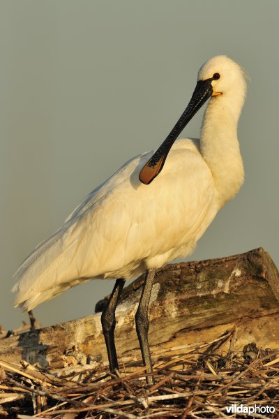 Lepelaar bij nest