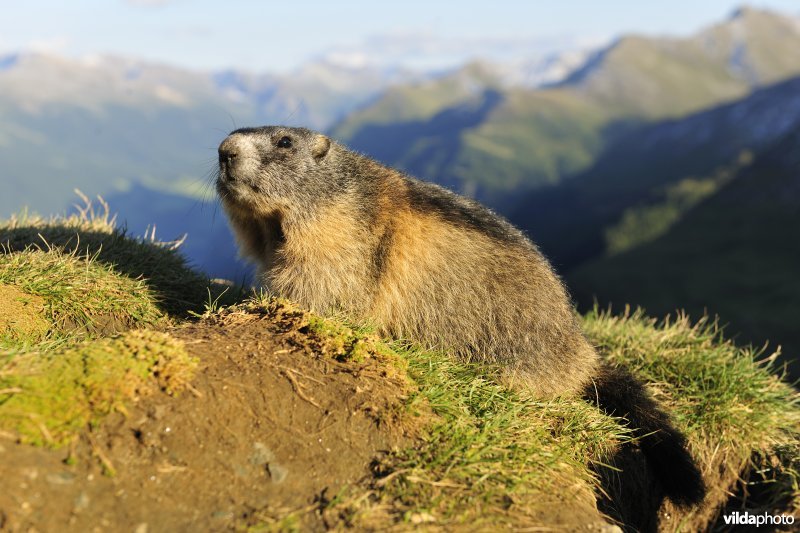Alpenmarmot