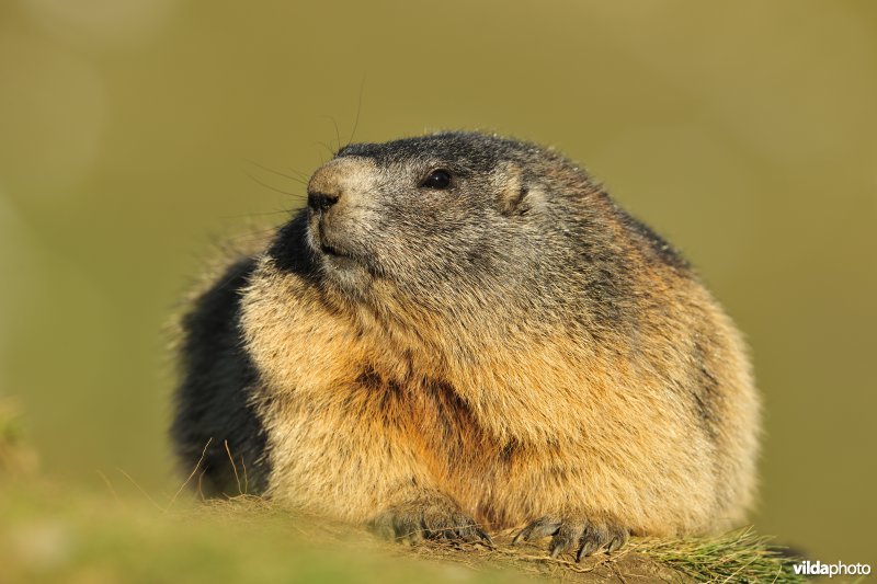Alpenmarmot