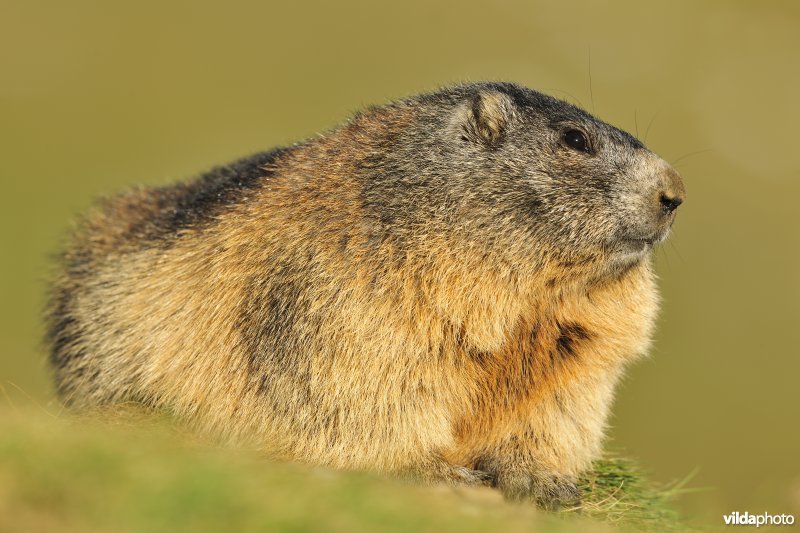 Alpenmarmot