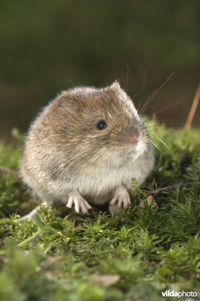 Rosse woelmuis frontaal